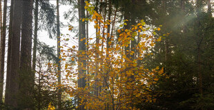 Bild Menschenwürdig leben bis zuletzt - Palliative Care