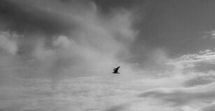 Bild Dem Sterben begegnen