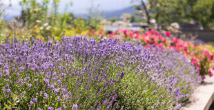Bild Wie kann ich ätherische Öle für meine psychische Gesundheit nutzen?